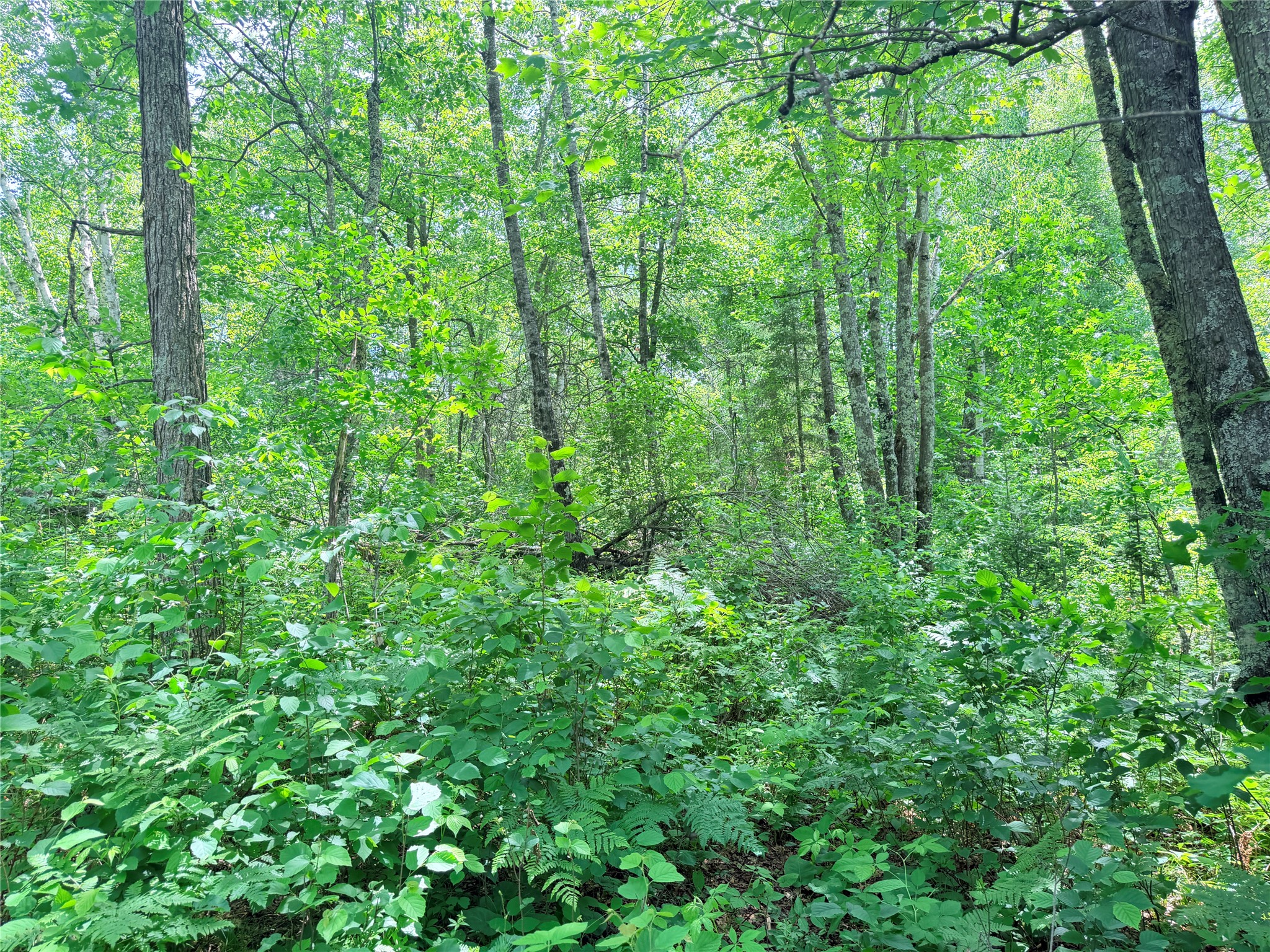 0 Peterson Road Bruce WI 54819 1602343 image15