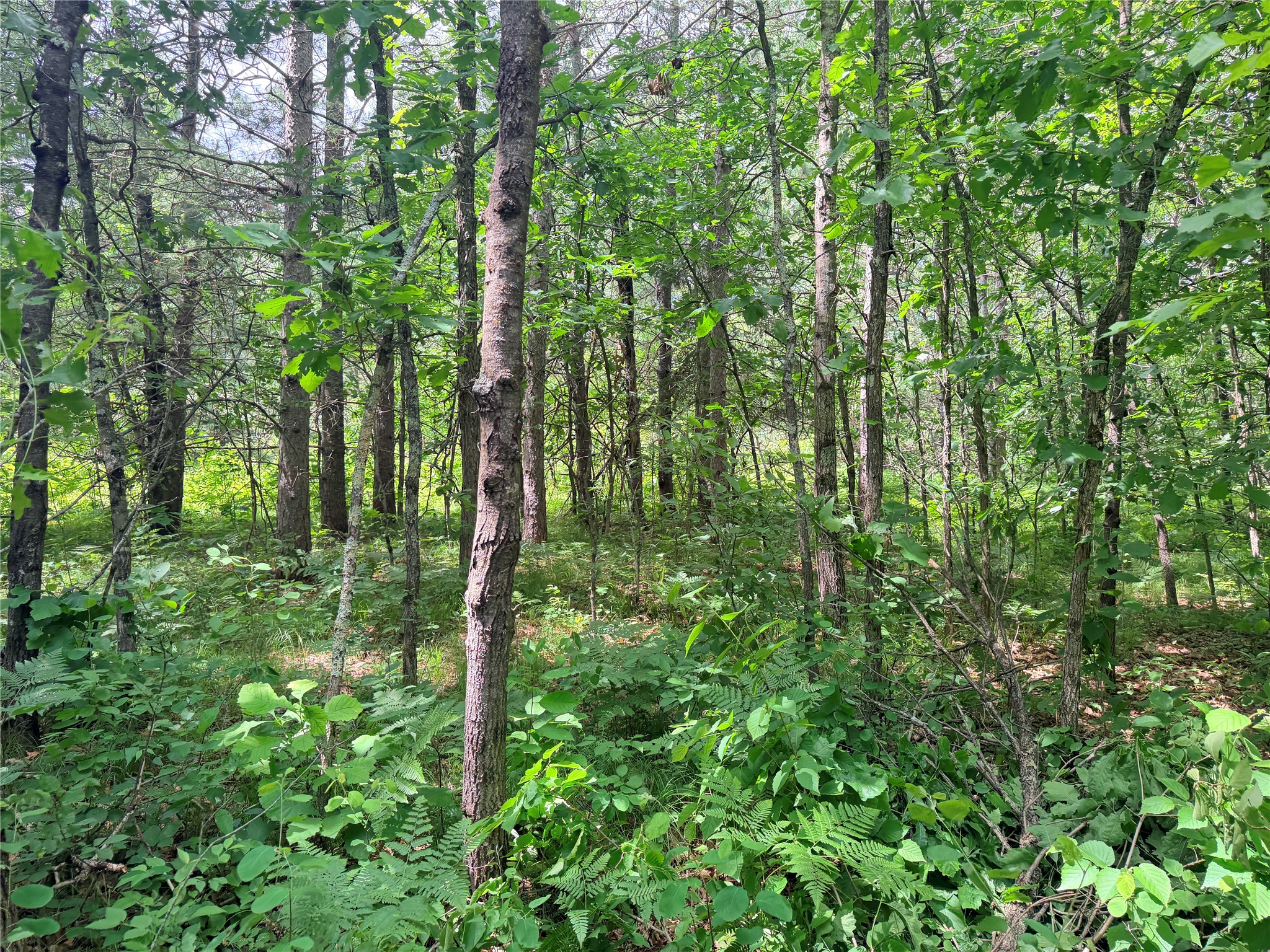 0 Peterson Road Bruce WI 54819 1602343 image16