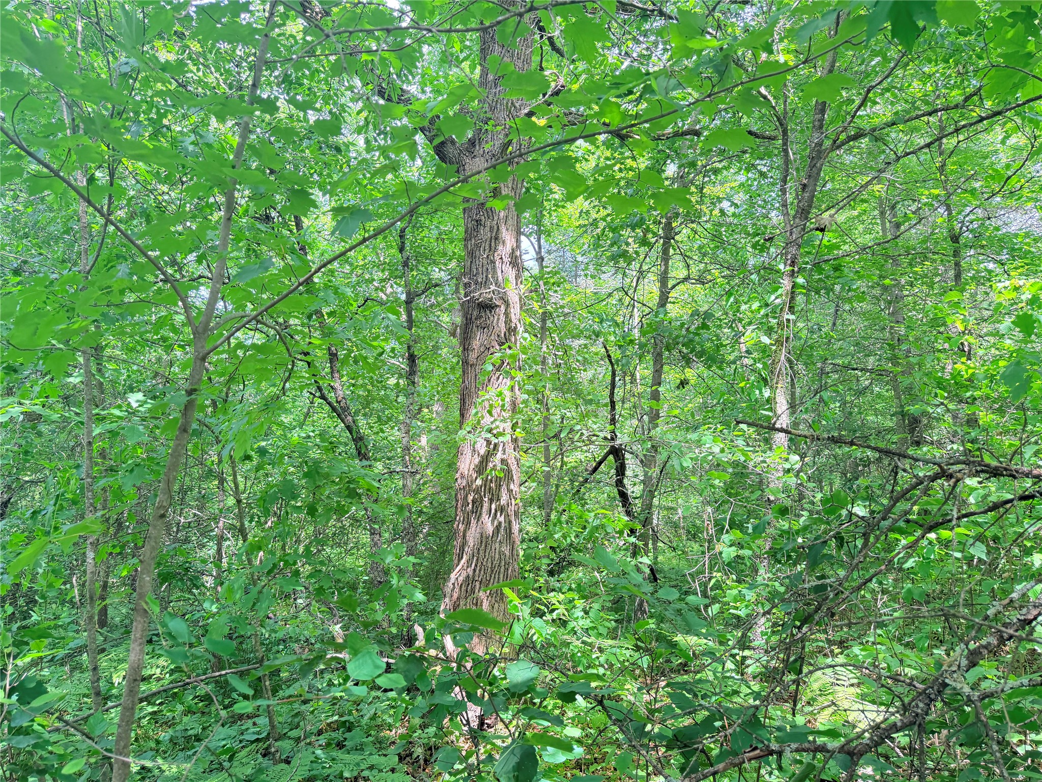 0 Peterson Road Bruce WI 54819 1602343 image17