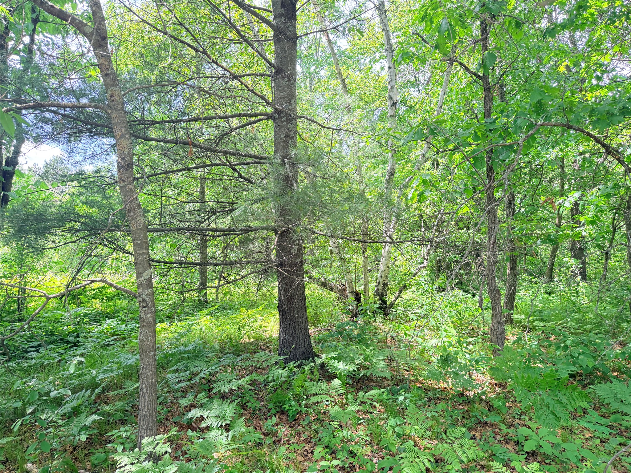 0 Peterson Road Bruce WI 54819 1602343 image19