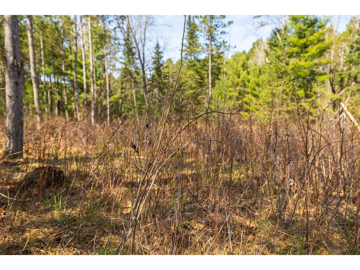 0 Prairie Road E Osseo WI 54758 1600337 image8