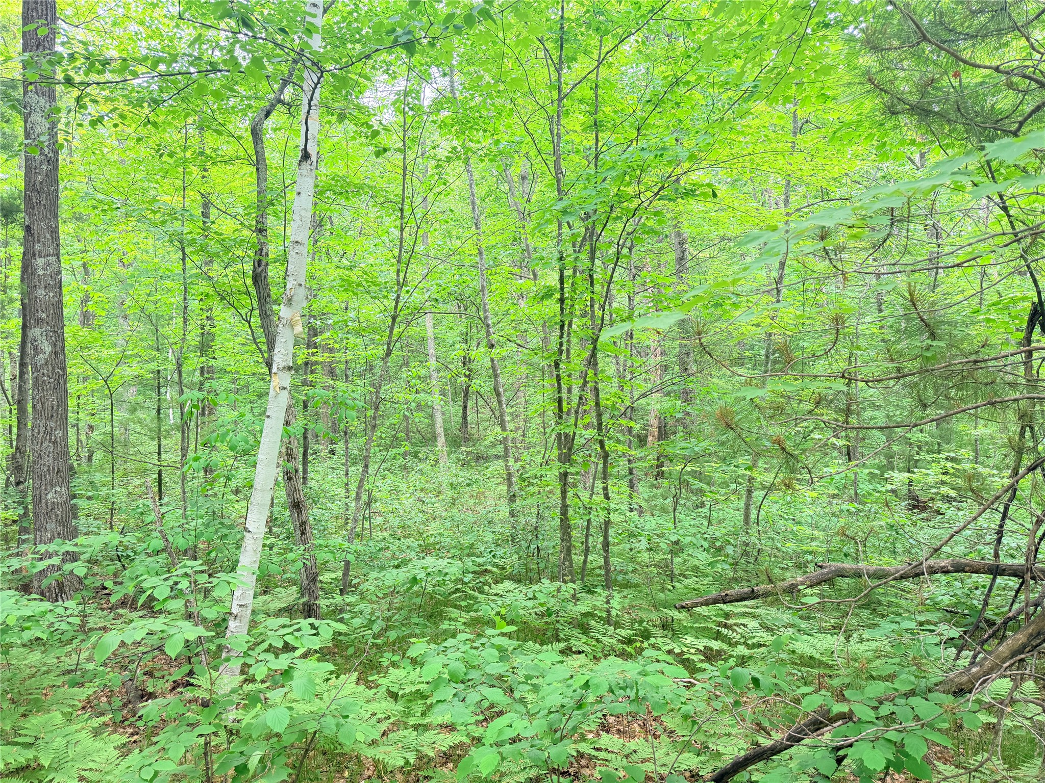 0 Schultz Lane Stone Lake WI 54876 1601955 image1