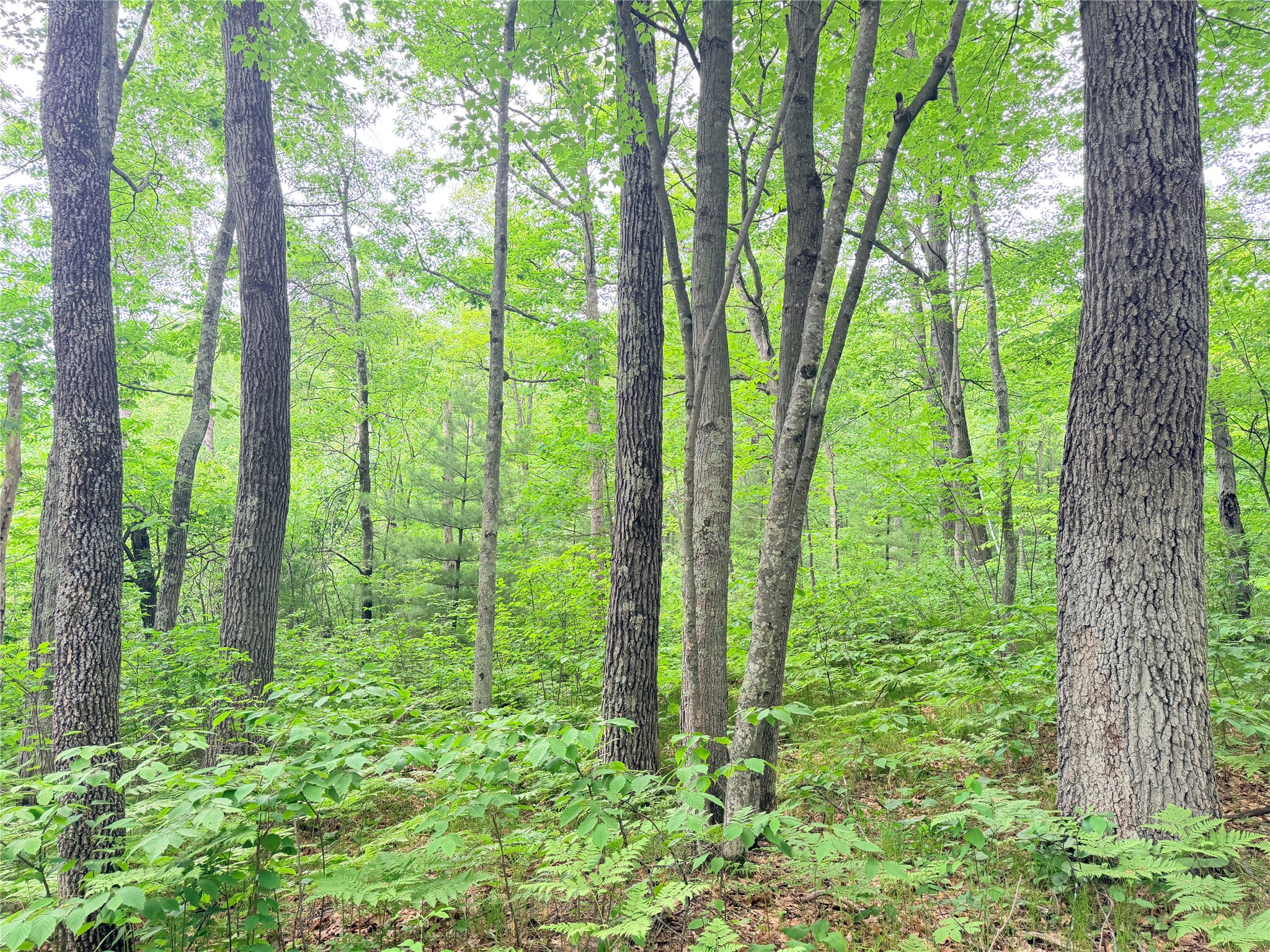 0 Schultz Lane Stone Lake WI 54876 1601955 image10