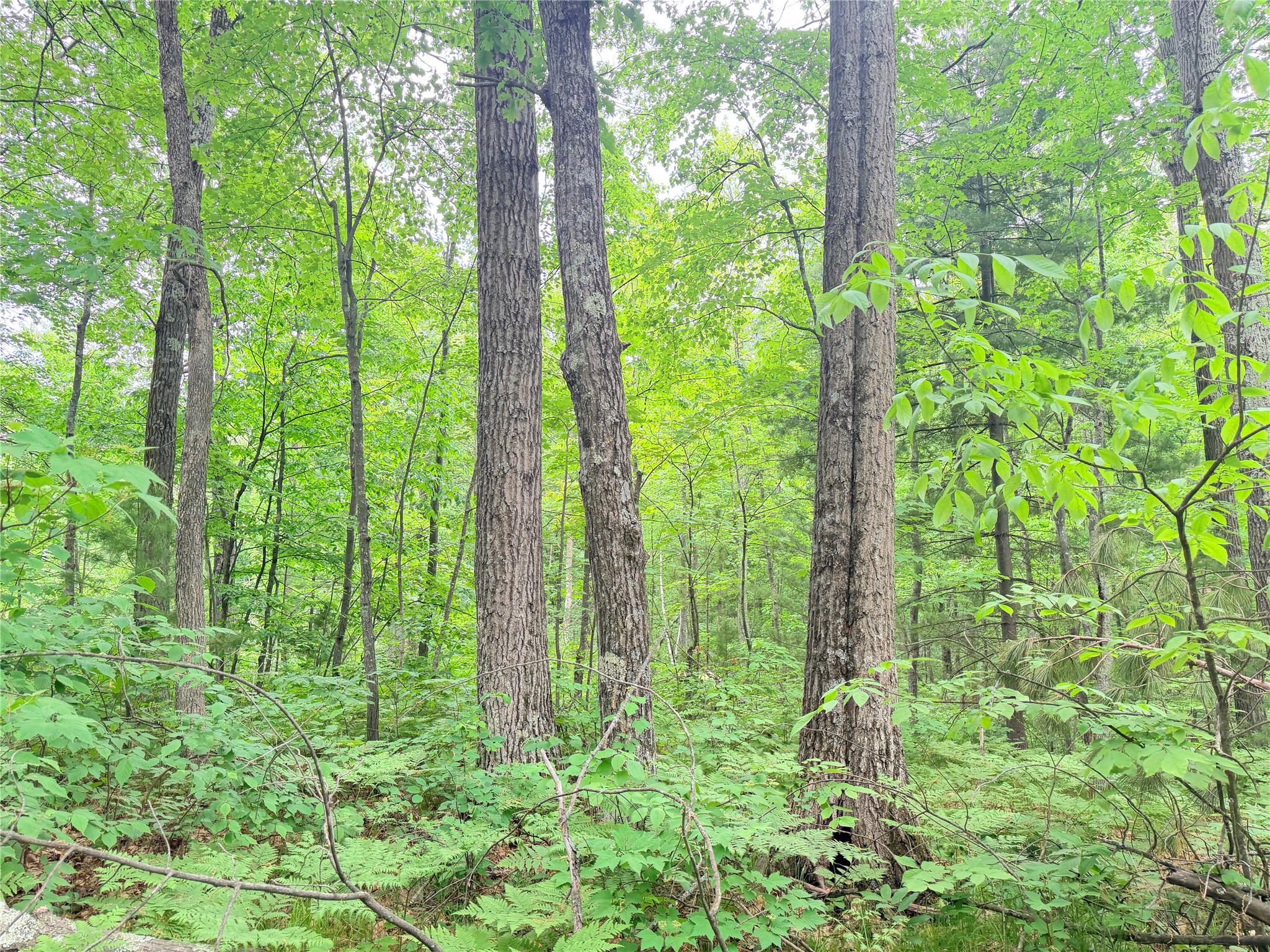 0 Schultz Lane Stone Lake WI 54876 1601955 image11