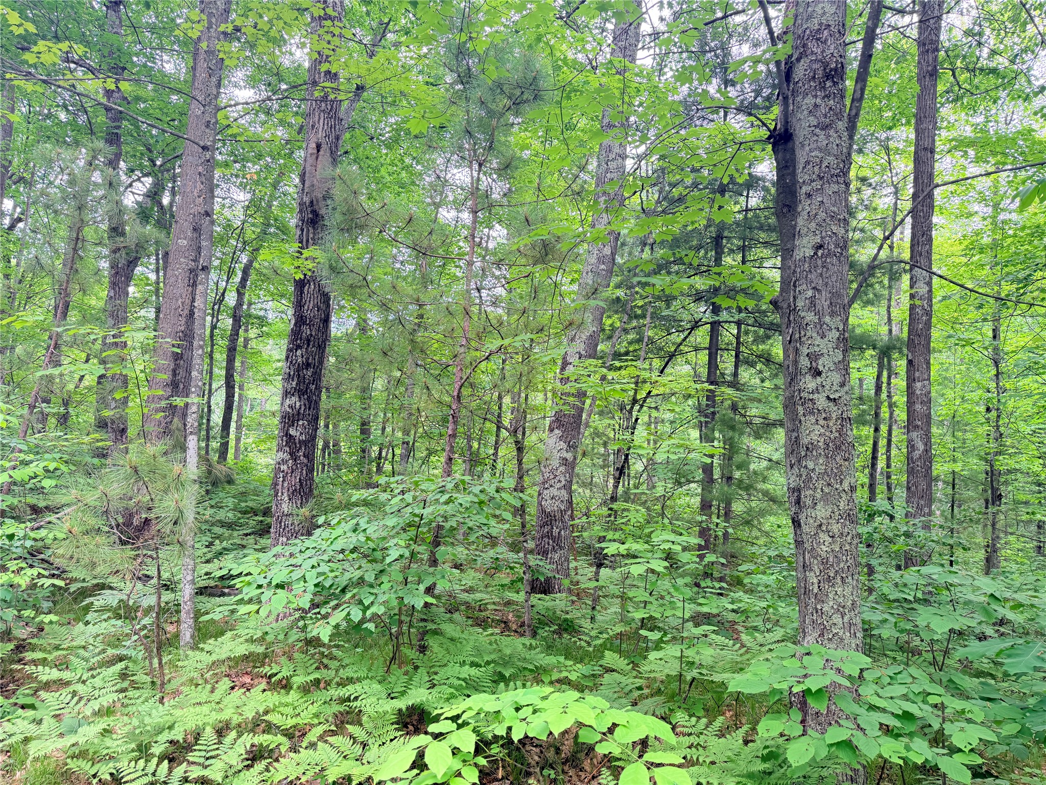 0 Schultz Lane Stone Lake WI 54876 1601955 image13