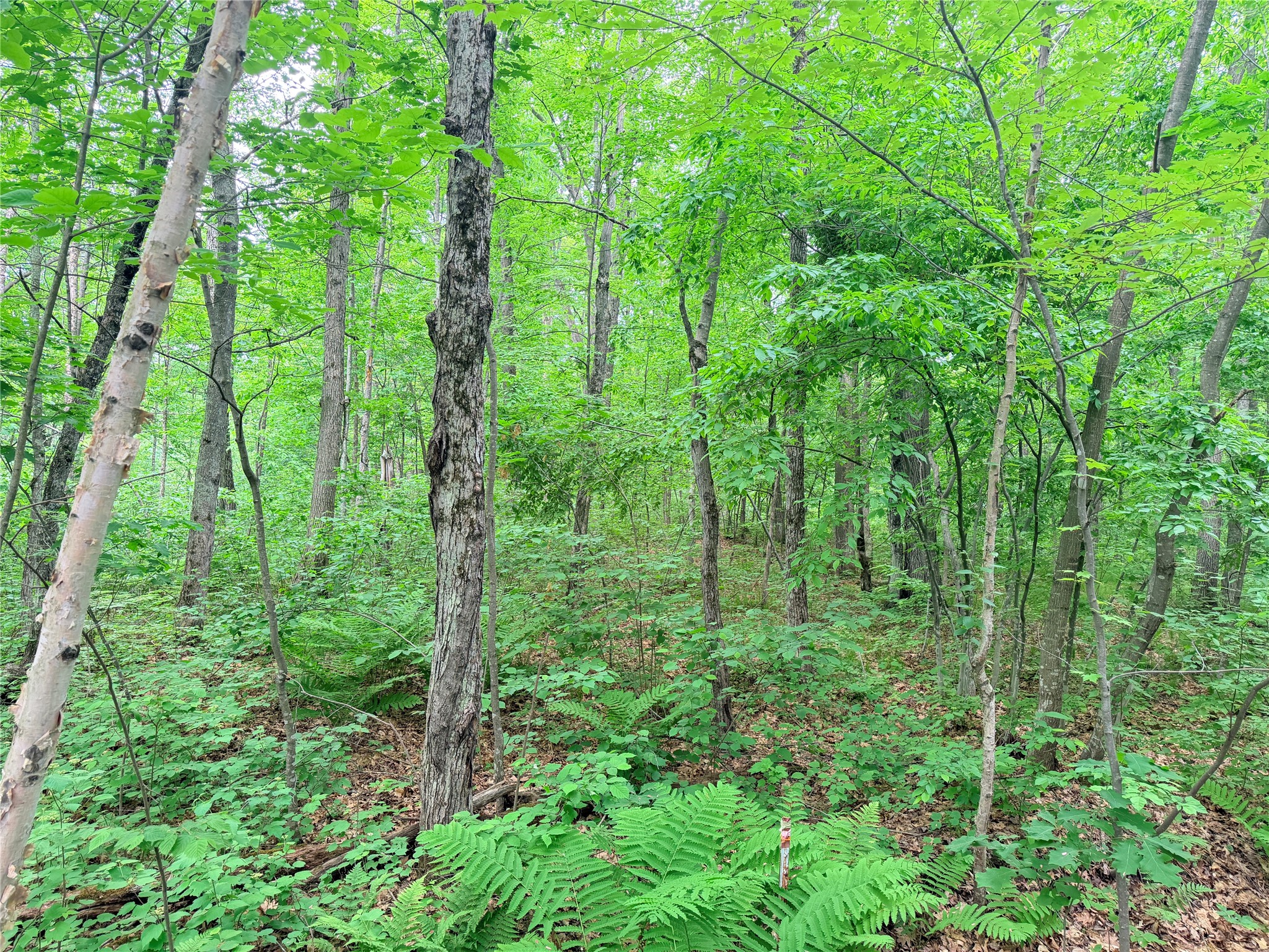 0 Schultz Lane Stone Lake WI 54876 1601955 image14