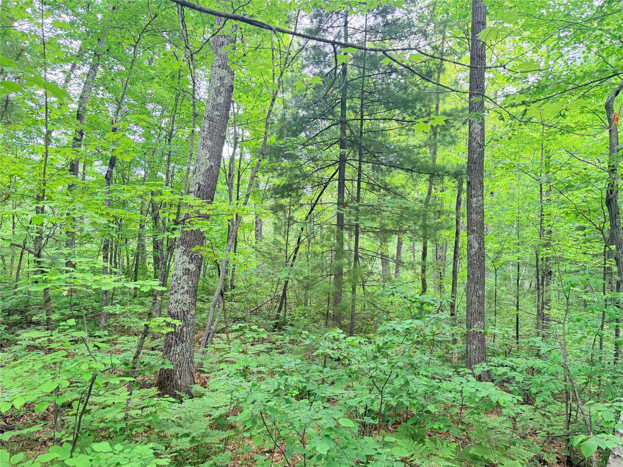 0 Schultz Lane Stone Lake WI 54876 1601955 image3