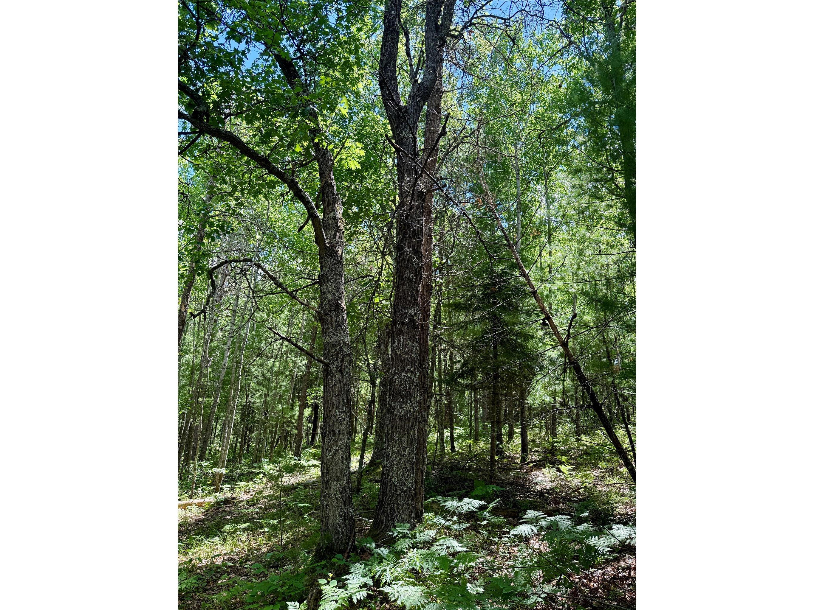 0 St Croix Trail Minong WI 54859 1602480 image16