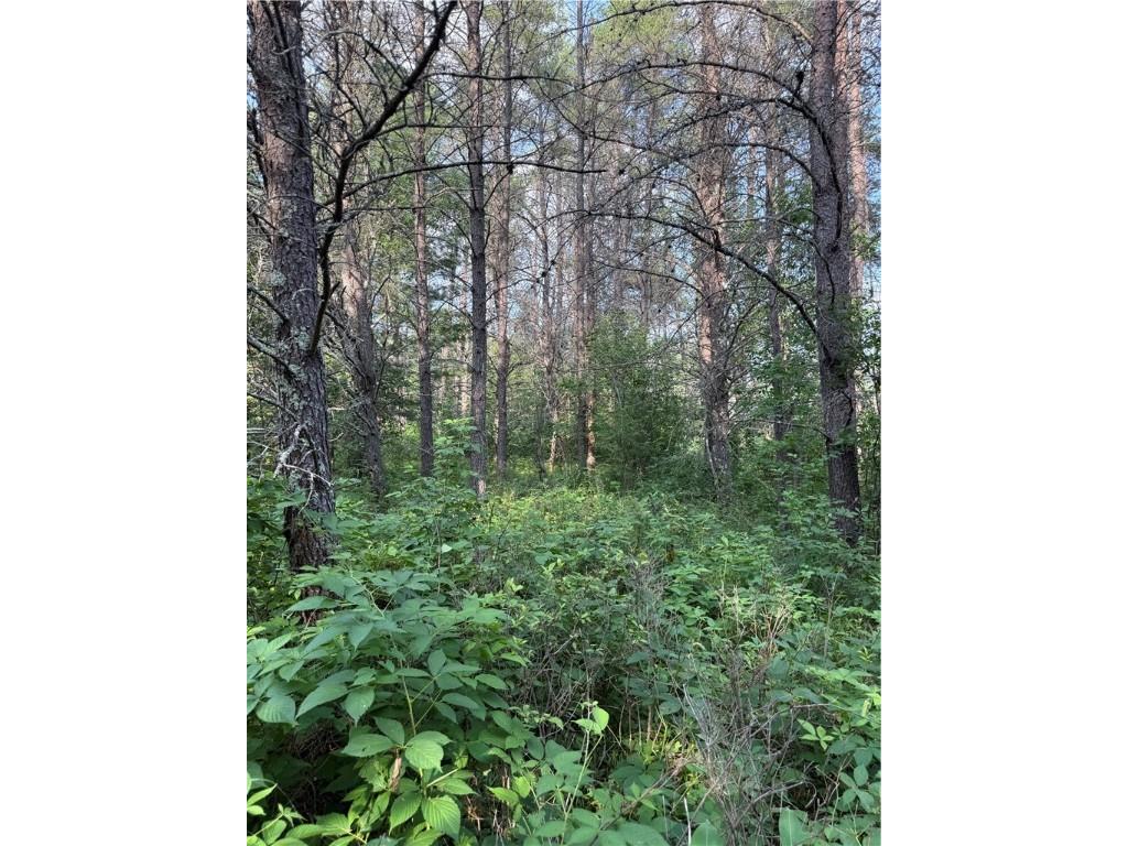 0 Tagalder Trail Hayward WI 54843 1594124 image7