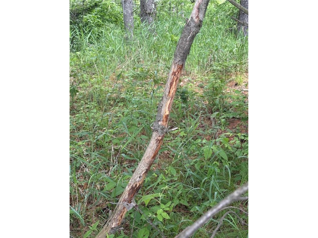 0 Walkers Road Humbird WI 54746 1592745 image2