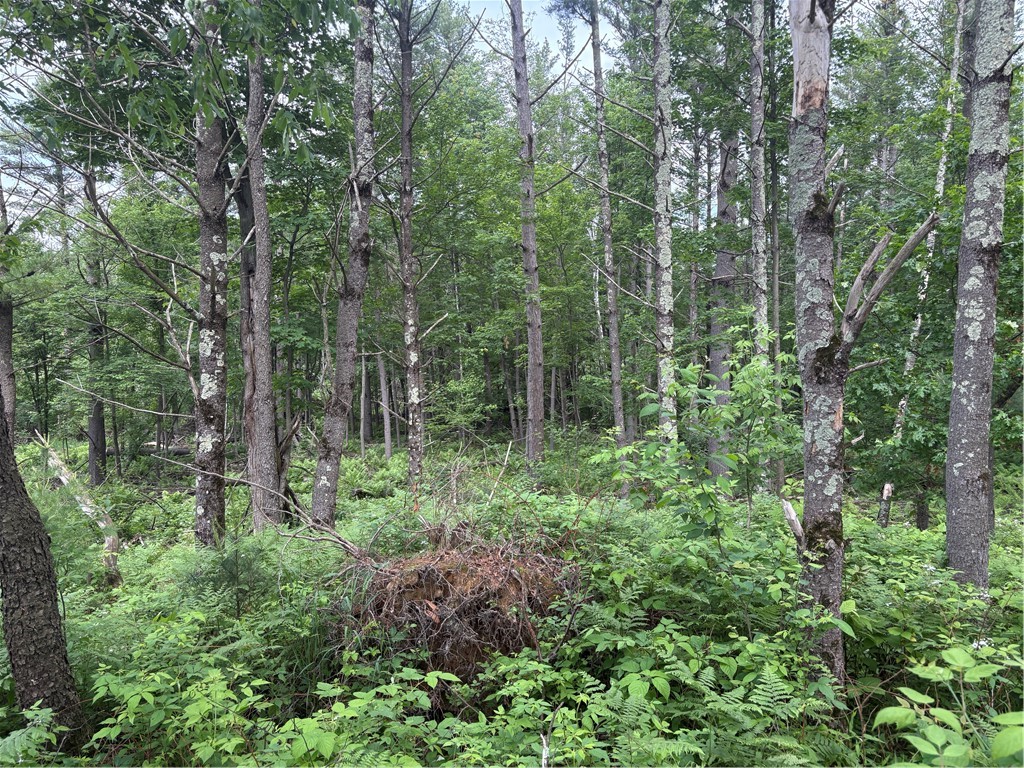 0 Walkers Road Humbird WI 54746 1592745 image6