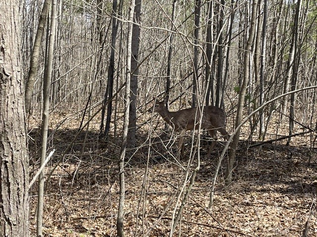 0 White Oak Trail Hayward WI 54843 - OSPREY LAKE 1600678 image18
