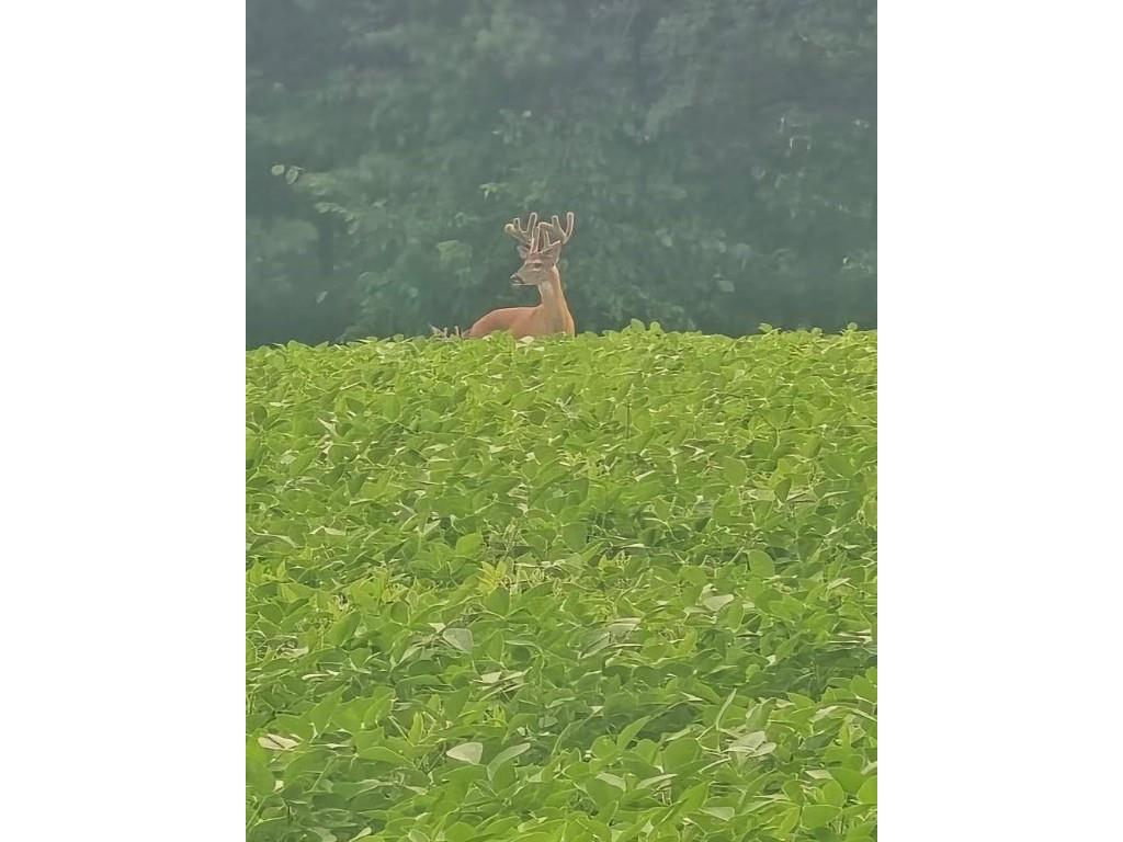 0 Willy Road Weyerhaeuser WI 54895 1596919 image14