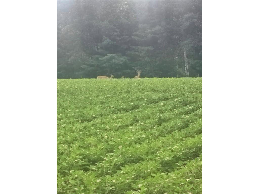 0 Willy Road Weyerhaeuser WI 54895 1596919 image15