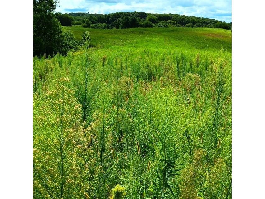 00 Roningen Road Black River Falls WI 54615 1595881 image10