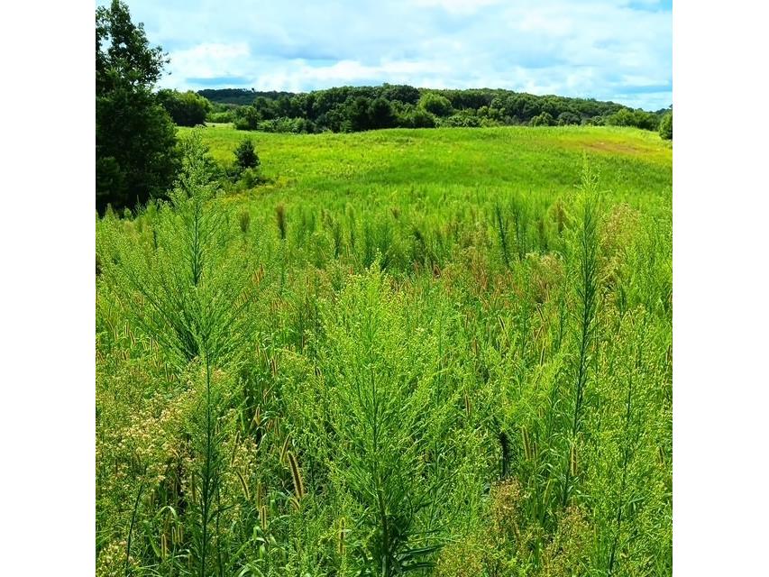 00 Roningen Road Black River Falls WI 54615 1595881 image12