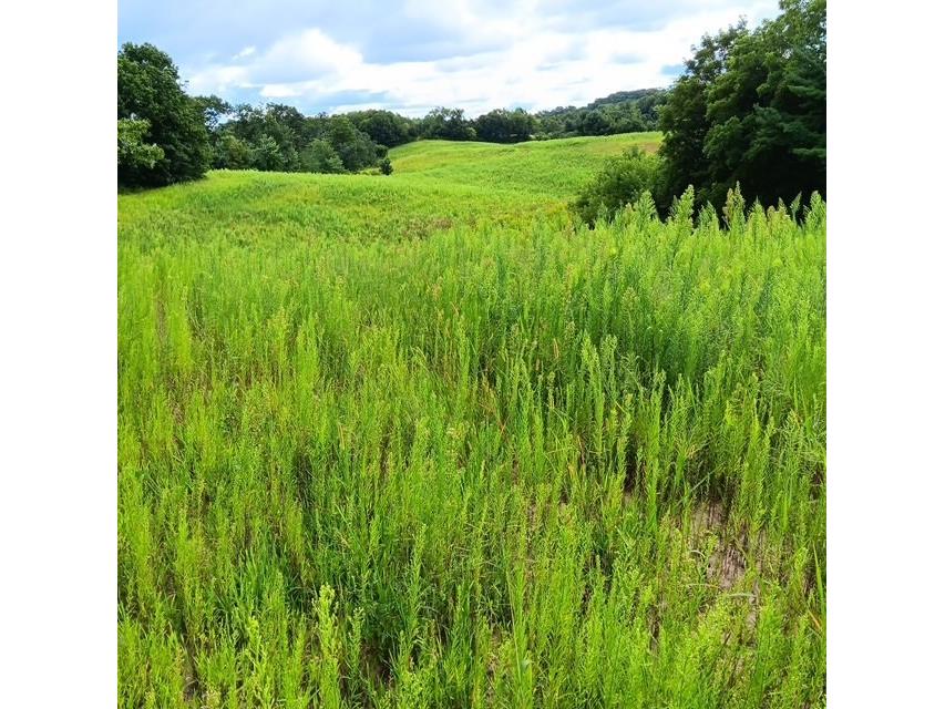 00 Roningen Road Black River Falls WI 54615 1595881 image13