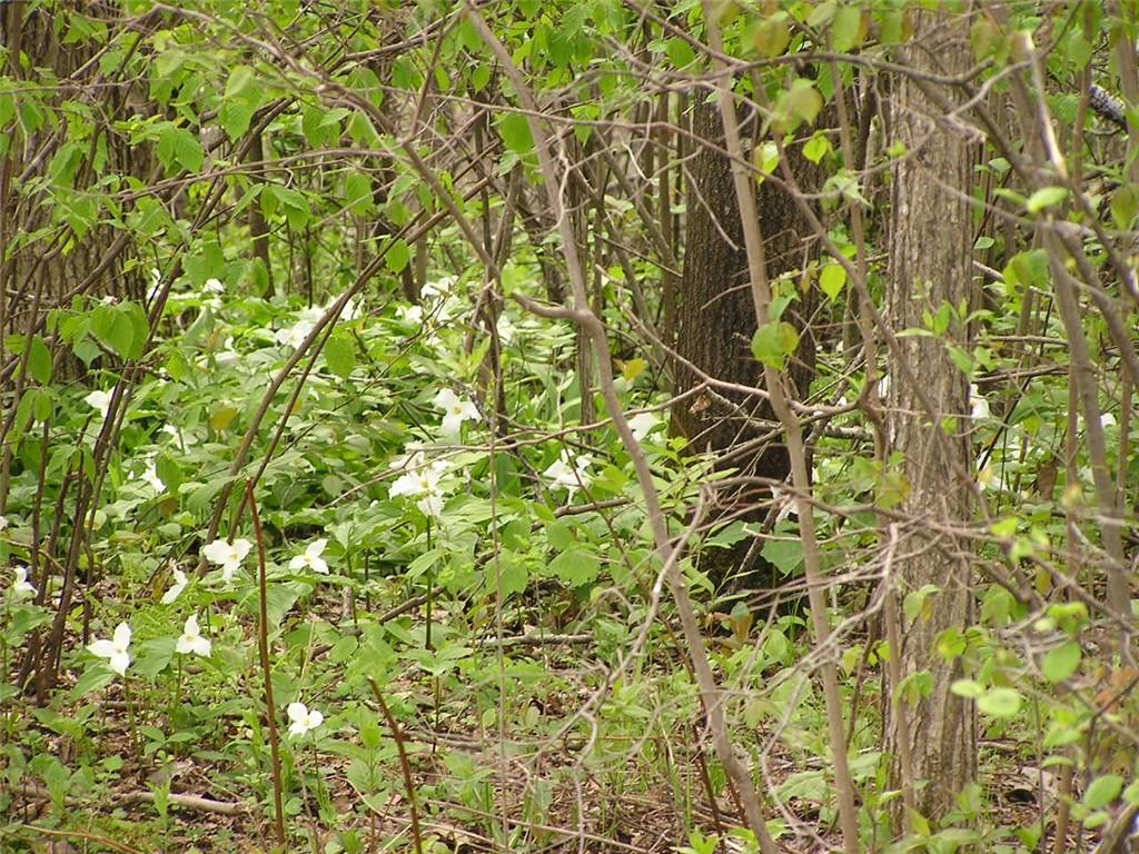 000 Bennor Road Bruce WI 54819 1573572 image1