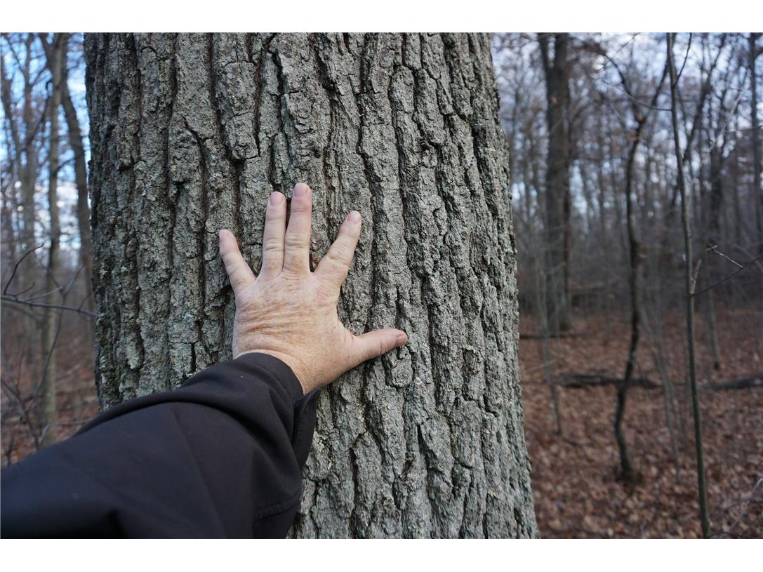 000 Birch Ln Nekoosa WI 54457 1597129 image22