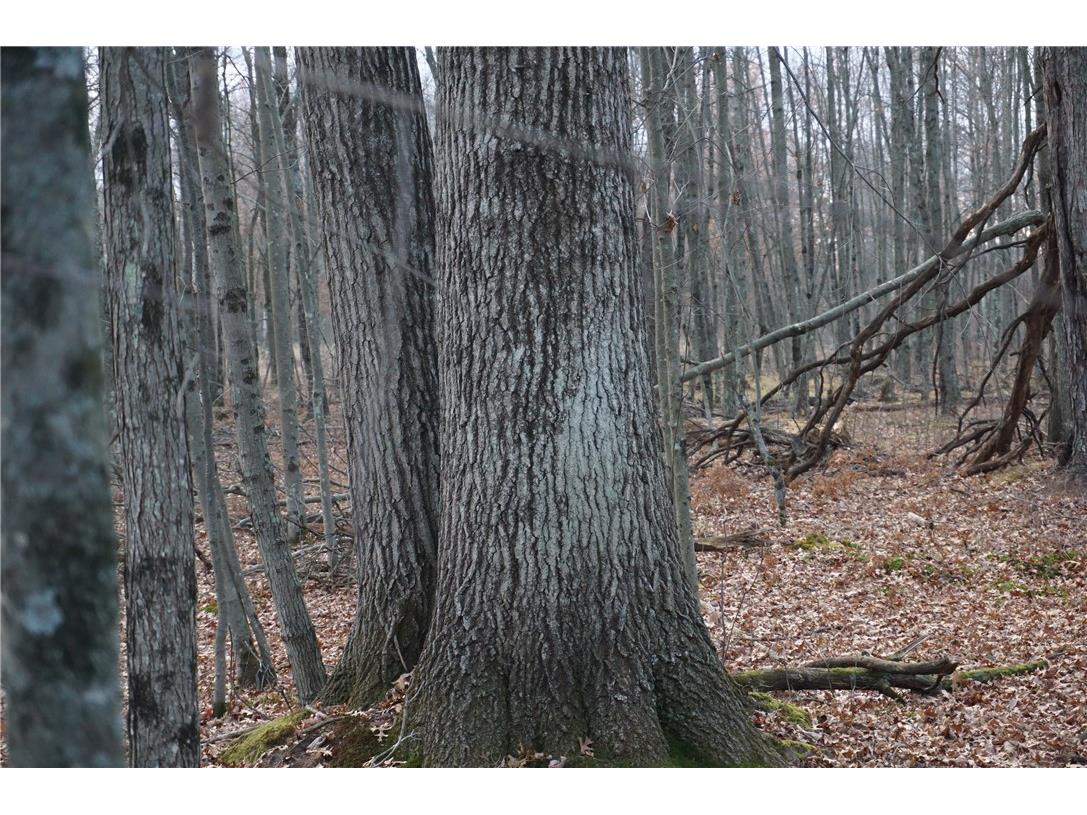 000 Birch Ln Nekoosa WI 54457 1597129 image28