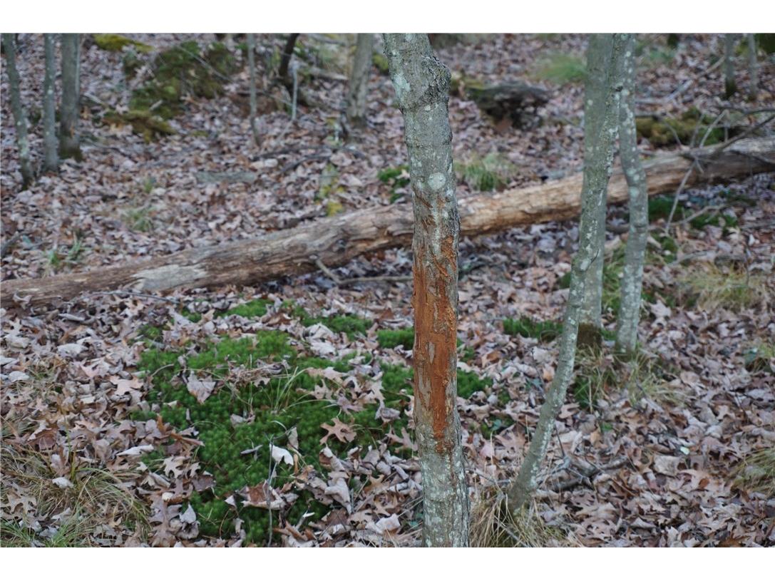 000 Birch Ln Nekoosa WI 54457 1597129 image32