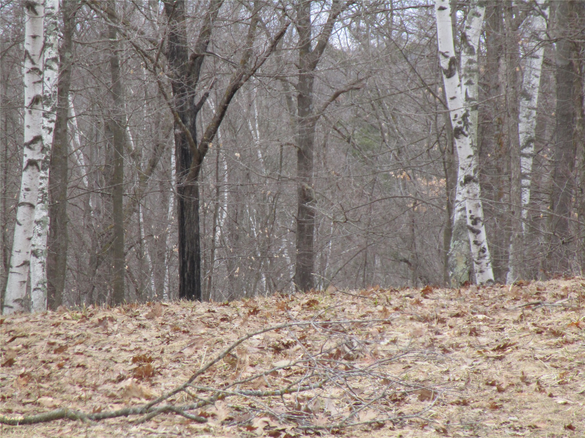 000 Camp Road Weyerhaeuser WI 54895 - Two Bear 1598023 image1