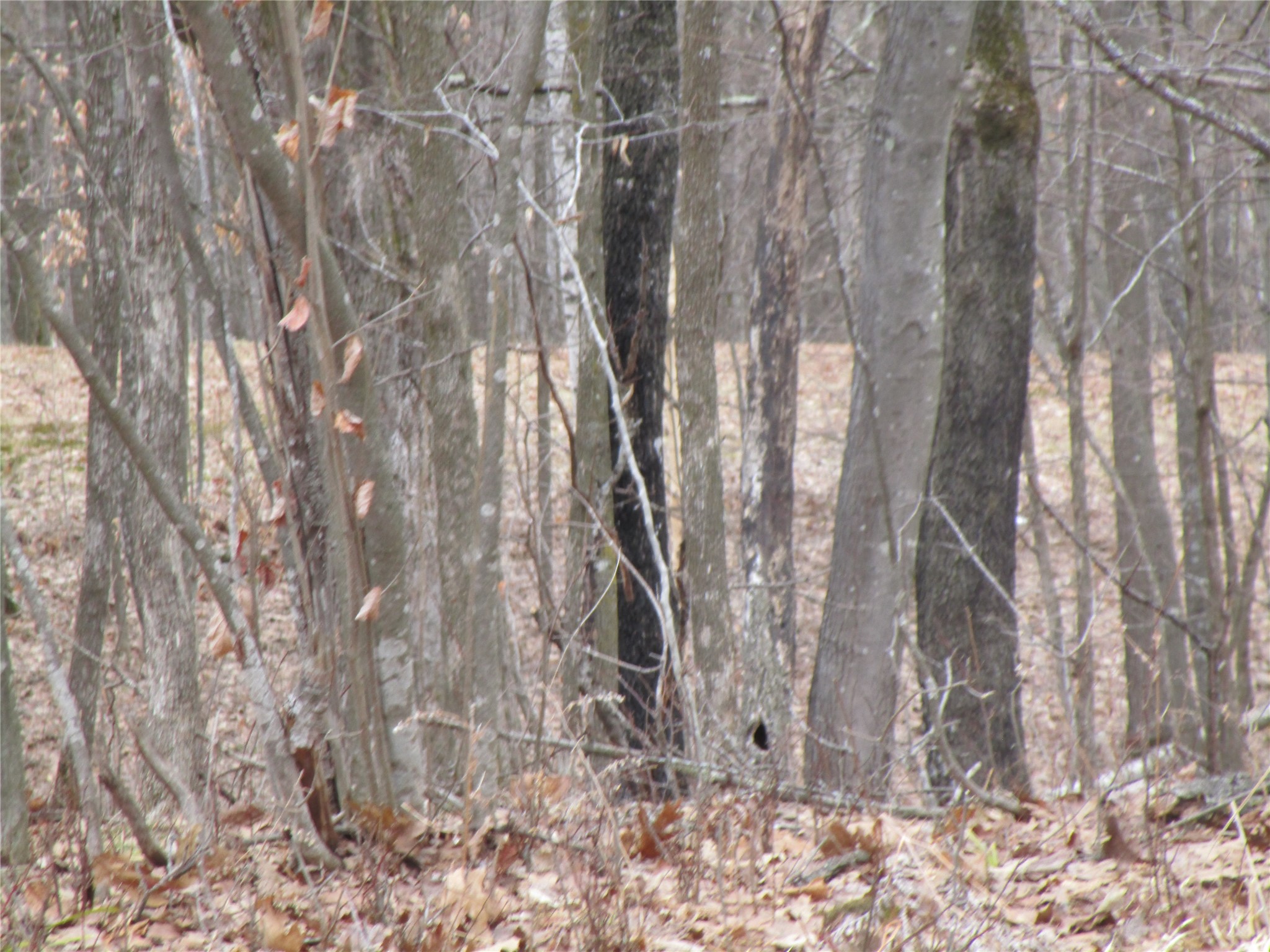 000 Camp Road Weyerhaeuser WI 54895 - Two Bear 1598023 image12