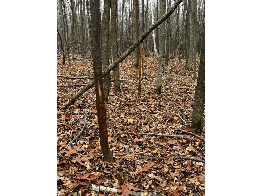 000 Granton Road Neillsville WI 54456 - Spooner Creek 1599400 image12