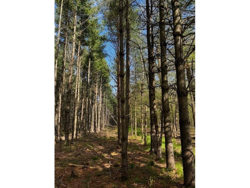 000 Granton Road Neillsville WI 54456 - Spooner Creek 1599400 image13