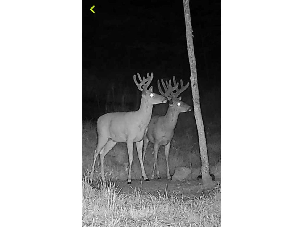 000 Historic Road Weyerhaeuser WI 54895 - POND 1595119 image11