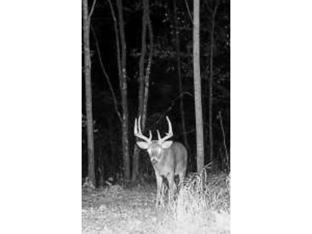 000 Historic Road Weyerhaeuser WI 54895 - POND 1595119 image12