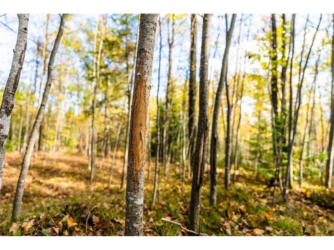 000 Padre Wittenberg WI 54499 1596245 image21