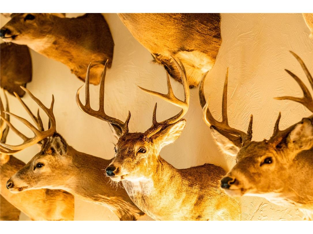 000 Padre Wittenberg WI 54499 1596245 image4