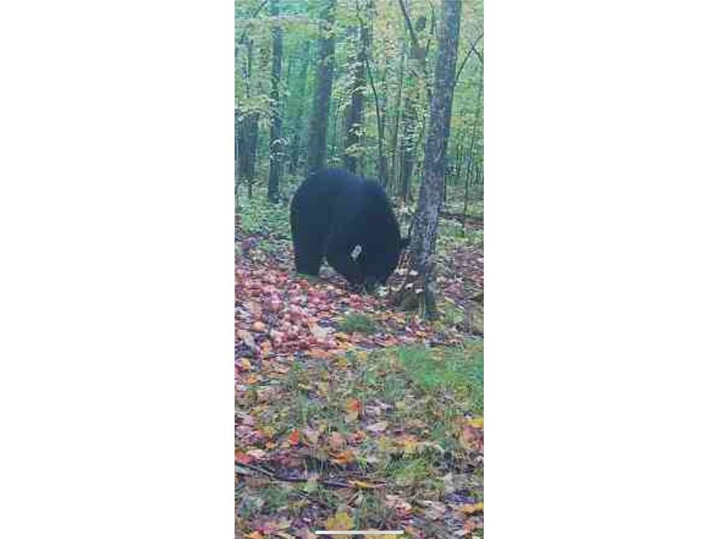 0000 County Road H Bruce WI 54819 1588995 image33