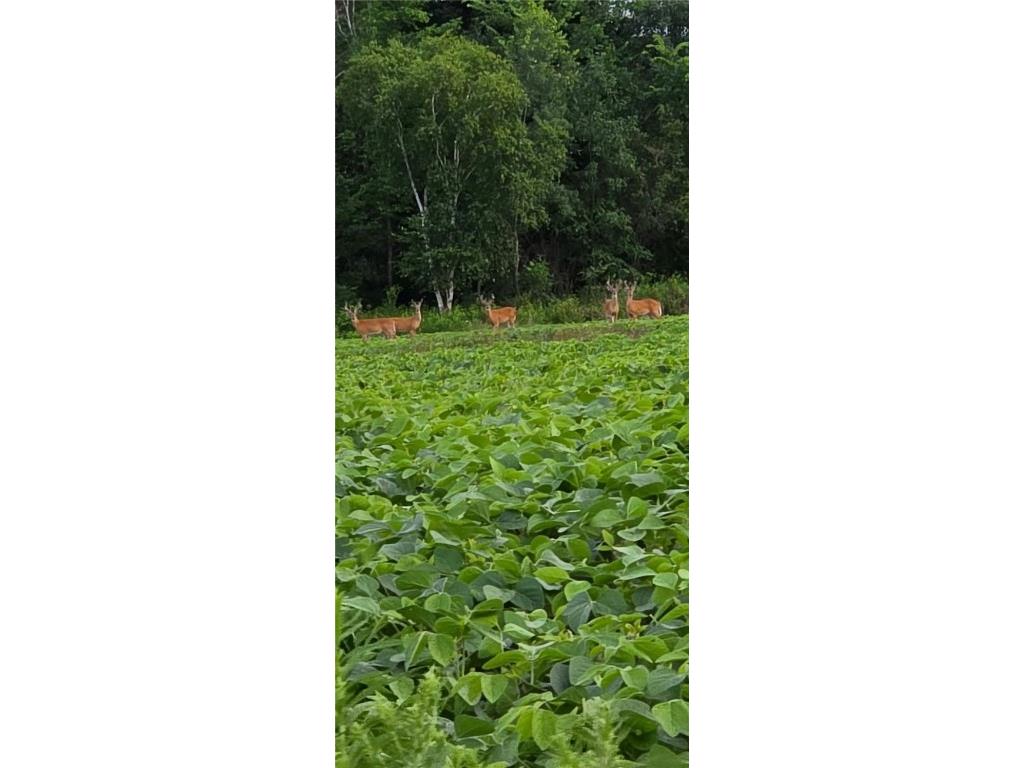 0000 Woody Lane Gilman WI 54433 1596873 image22