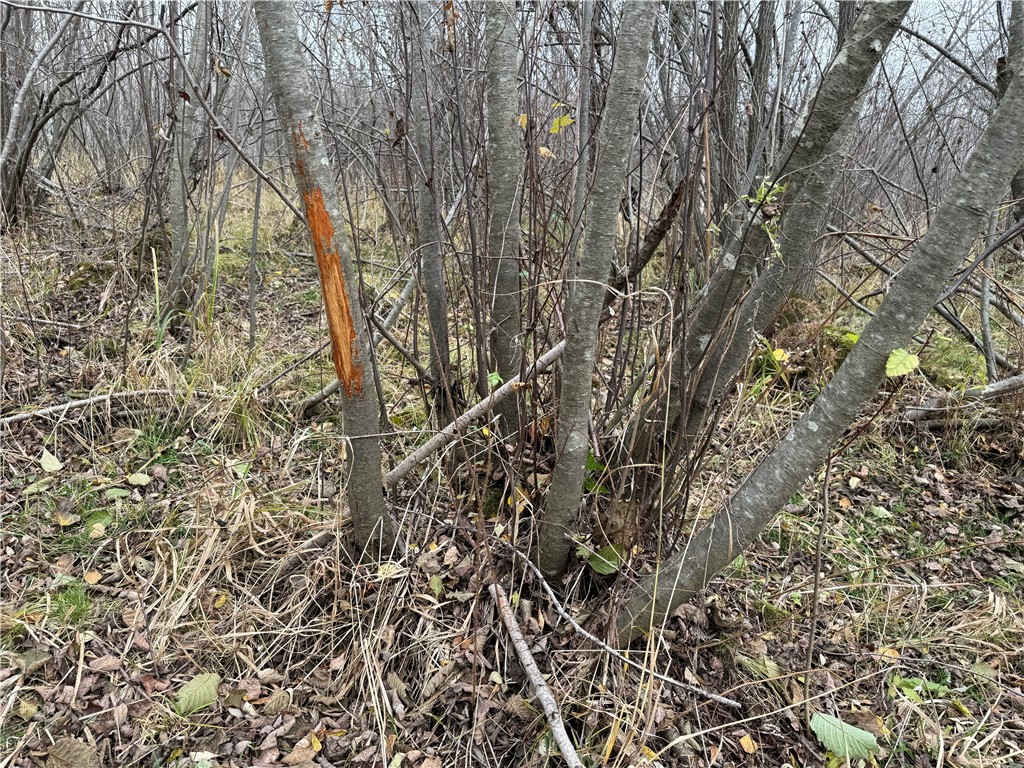 0000 Woody Lane Gilman WI 54433 1596873 image7