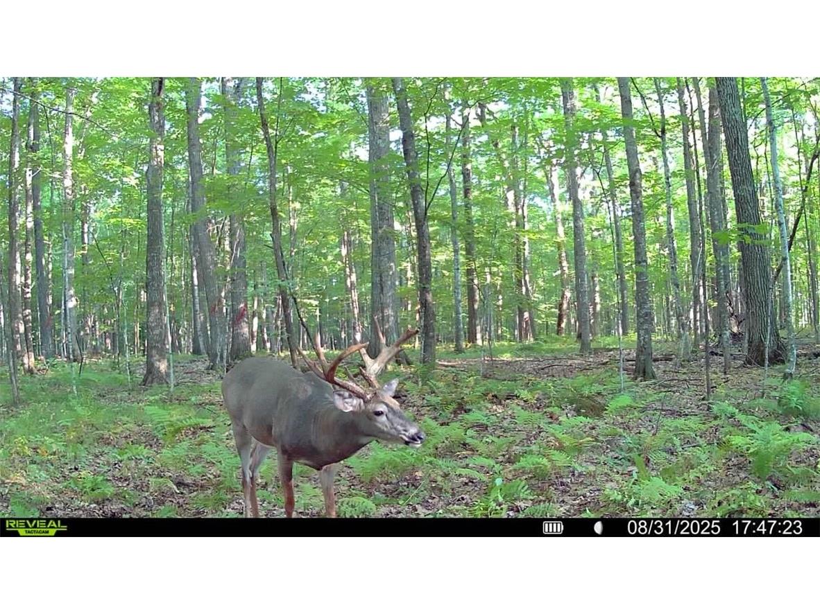 1923 ACRES County Hwy C & Comet Road Exeland WI 54835 - Swift Creek 1595405 image43