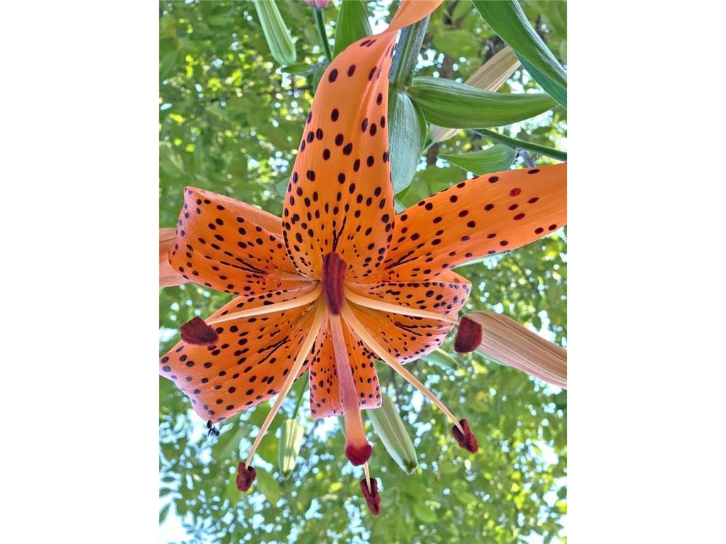 1048 85th Avenue Amery WI 54001 1596565 image44