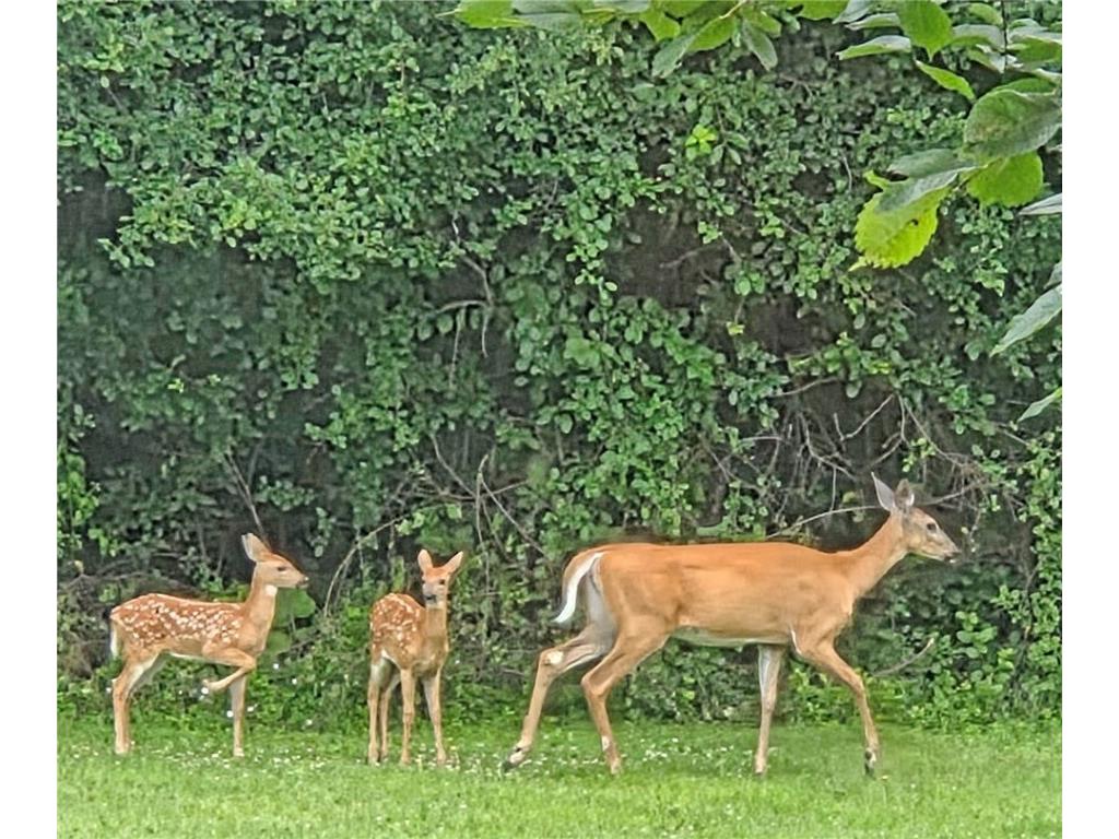 1048 85th Avenue Amery WI 54001 1596565 image45