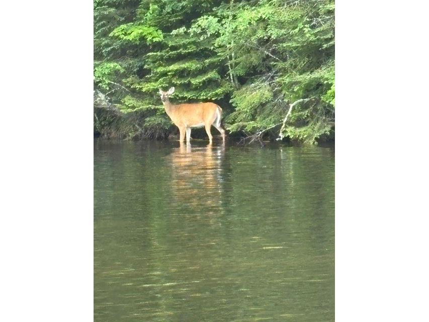 10781N Chippewa River Road Hayward WI 54843 - Chippewa River 1593992 image18