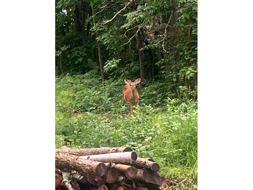 10781N Chippewa River Road Hayward WI 54843 - Chippewa River 1593992 image19