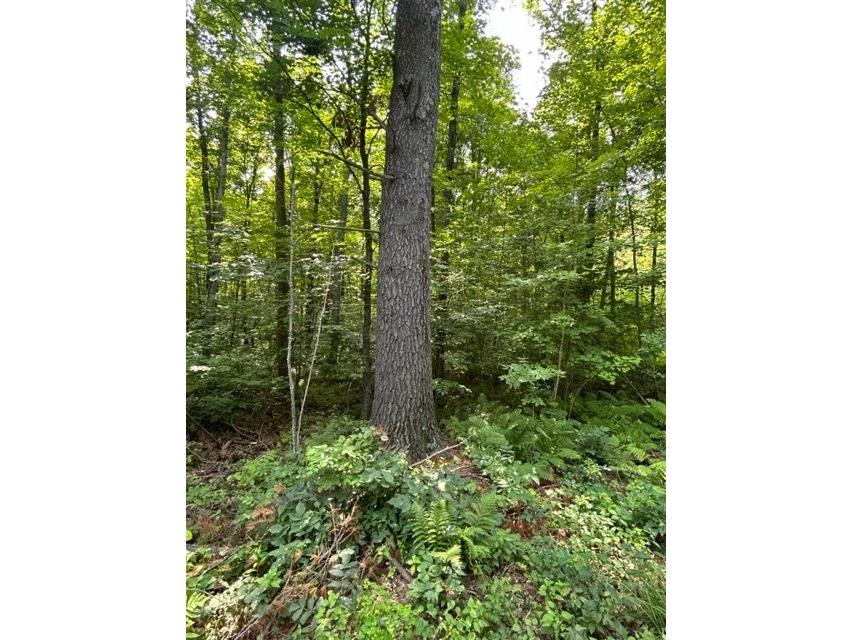 1130 N Wild Wood Lane Birchwood WI 54817 1575536 image1