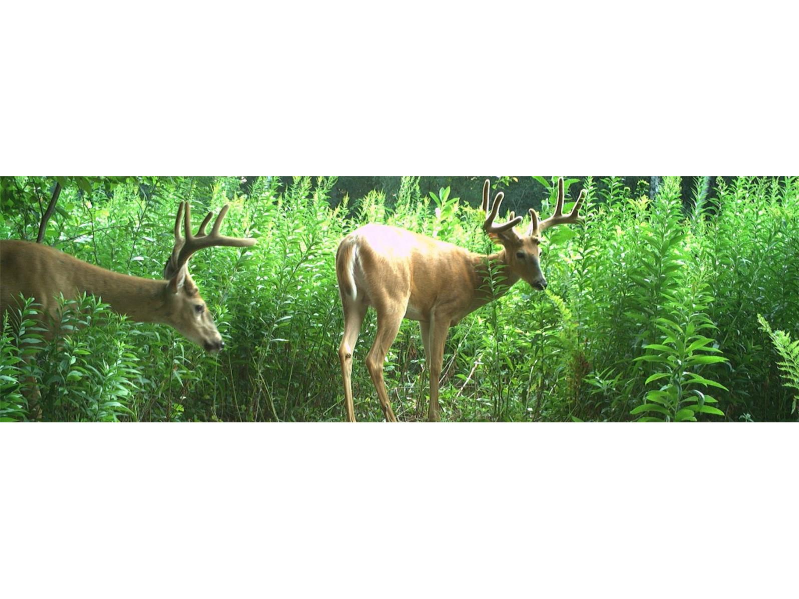 1174 230th Street Baldwin WI 54002 1595327 image54