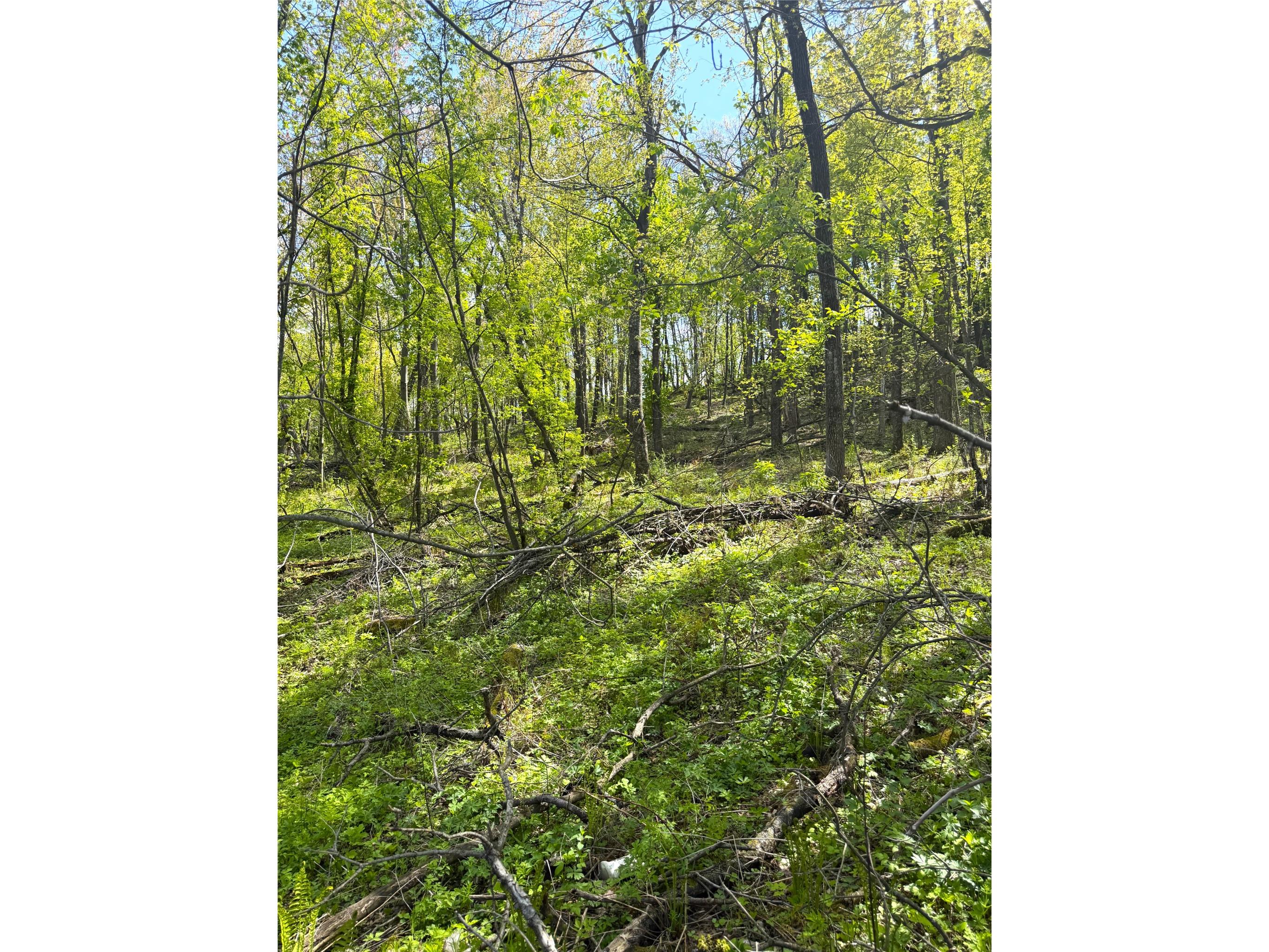125 acres Steig Coulee Road Osseo WI 54758 1601001 image12