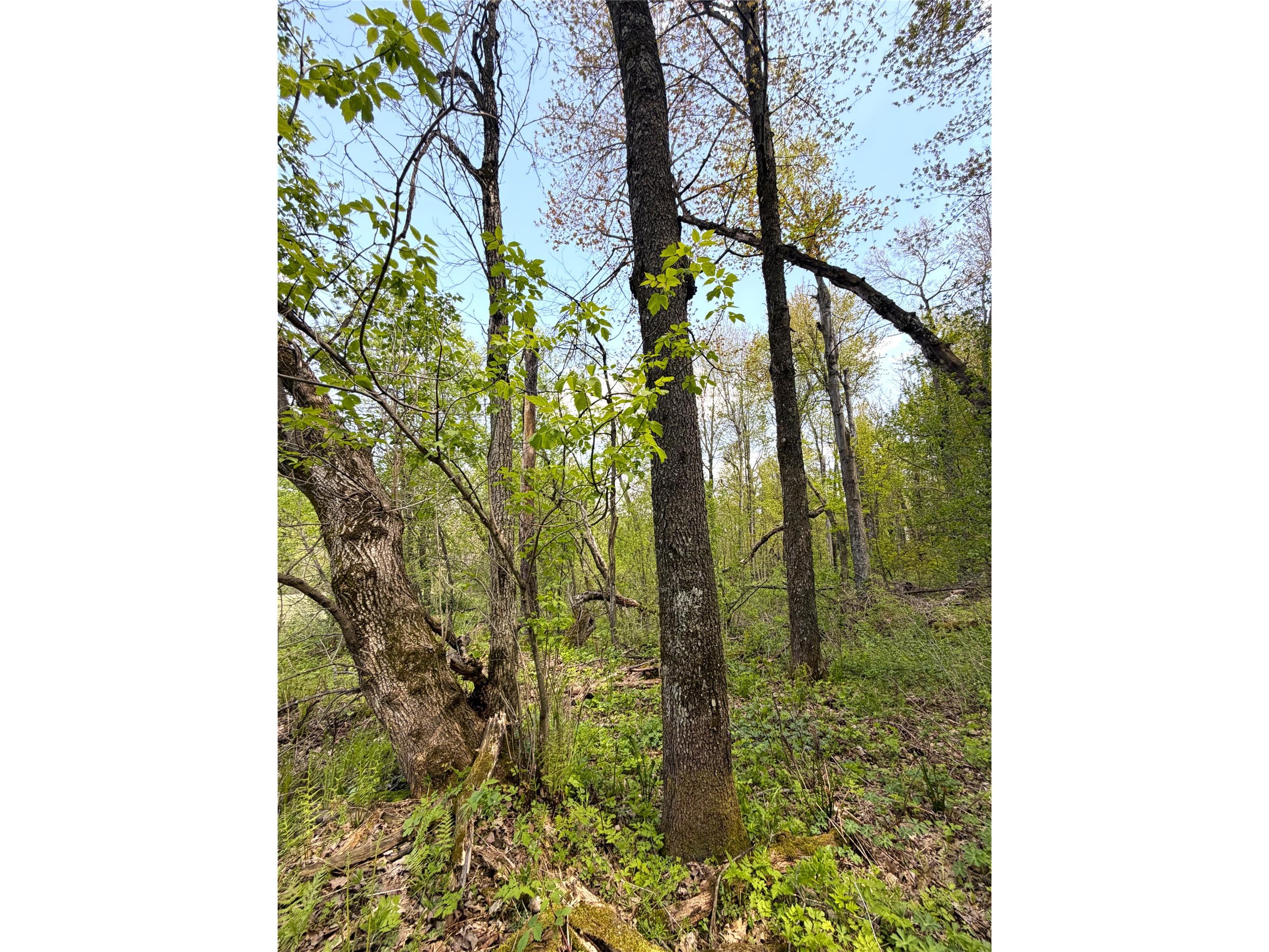 125 acres Steig Coulee Road Osseo WI 54758 1601001 image25
