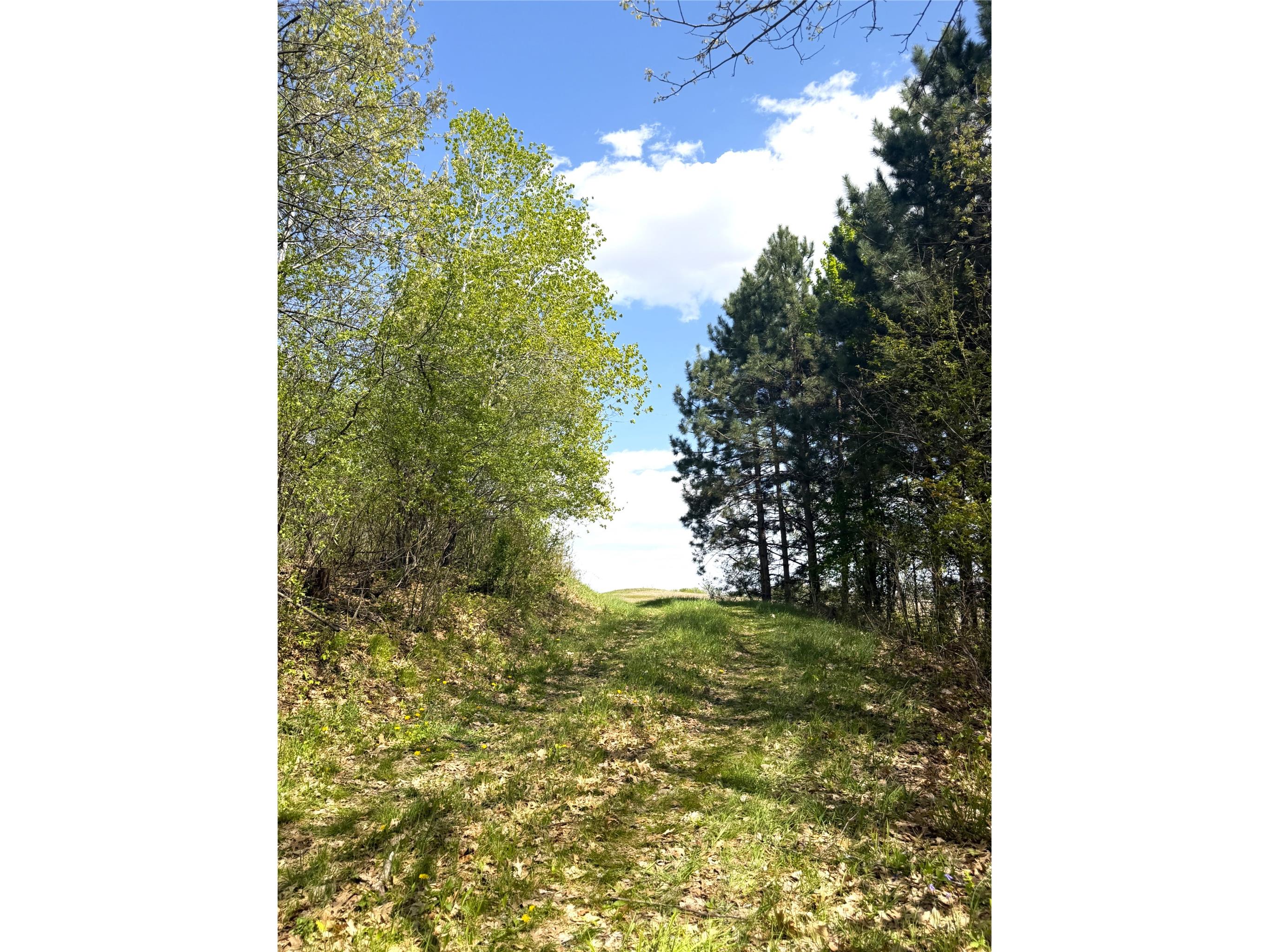125 acres Steig Coulee Road Osseo WI 54758 1601001 image4