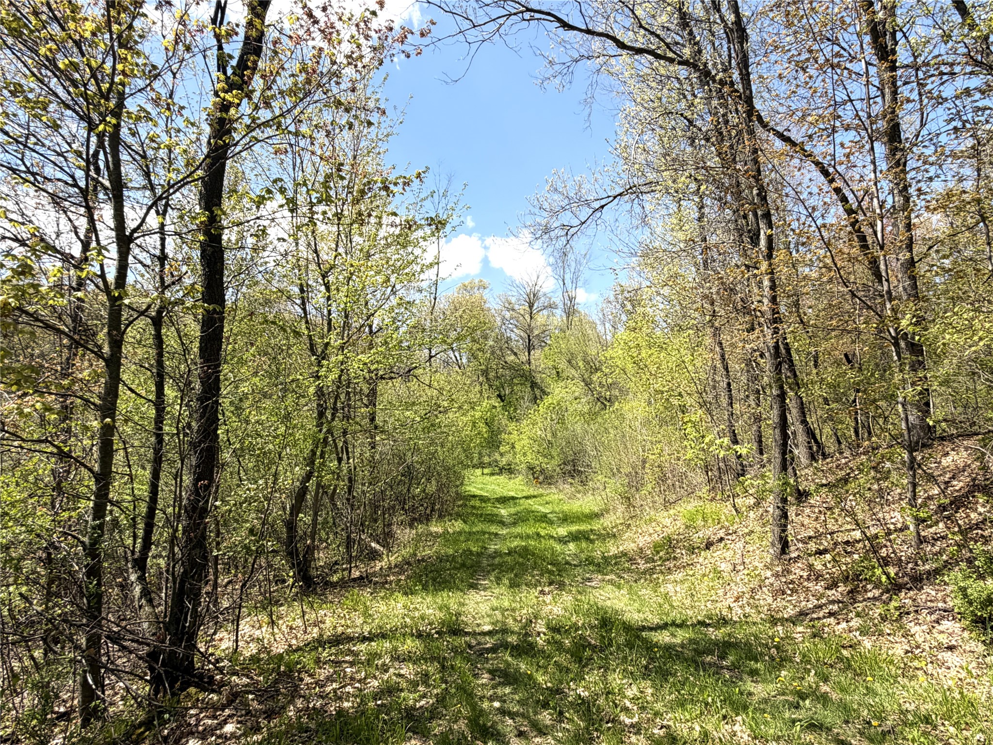 125 acres Steig Coulee Road Osseo WI 54758 1601001 image8