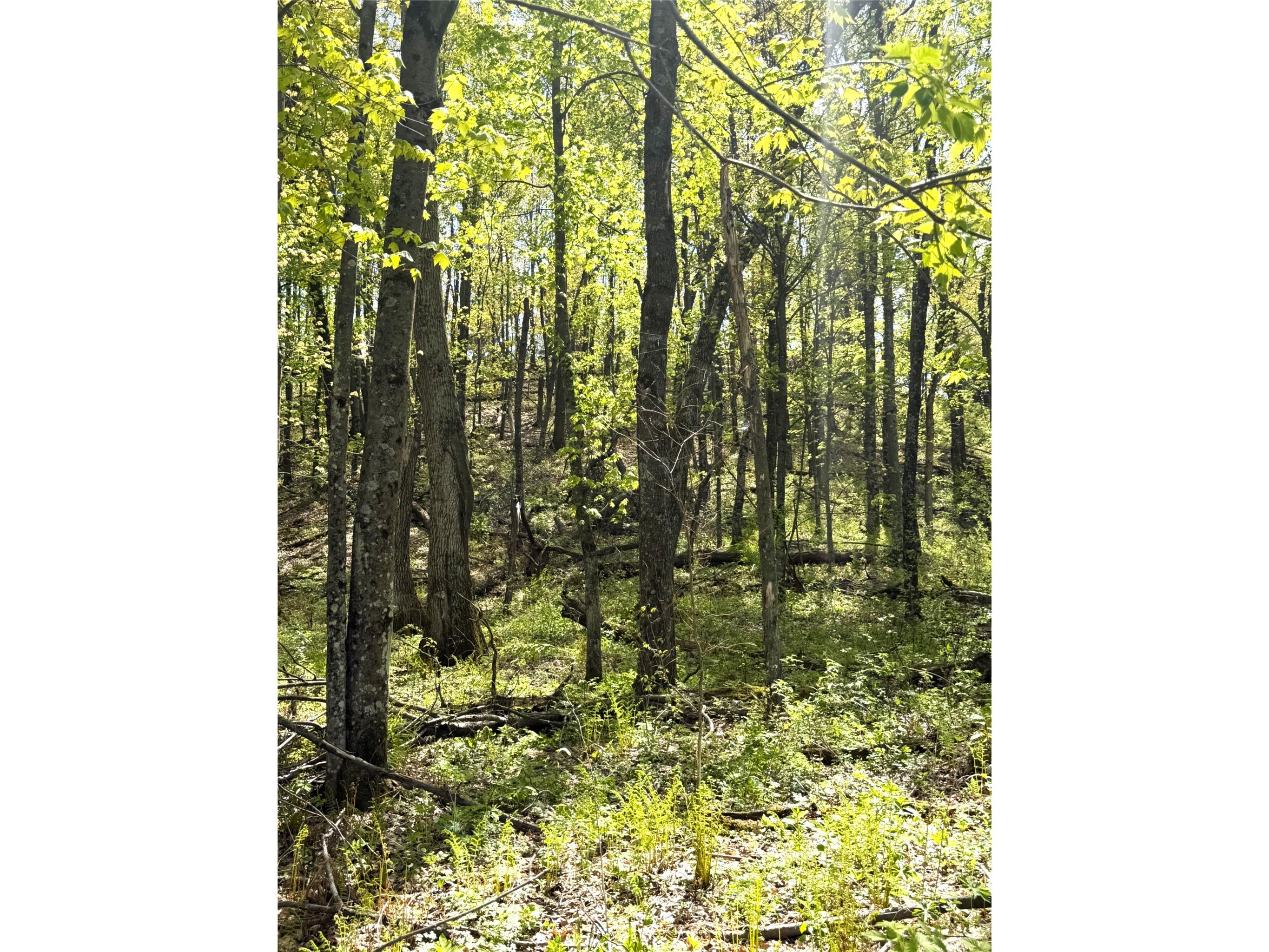 125 acres Steig Coulee Road Osseo WI 54758 1601001 image9