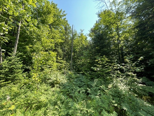 12552 N County Highway T Hayward WI 54843 1602793 image6