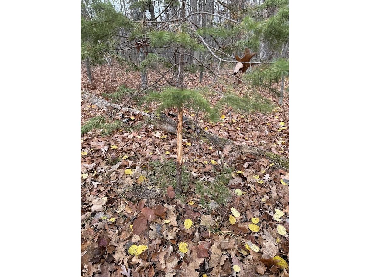 15846 W Pank Road Stone Lake WI 54876 1599821 image16